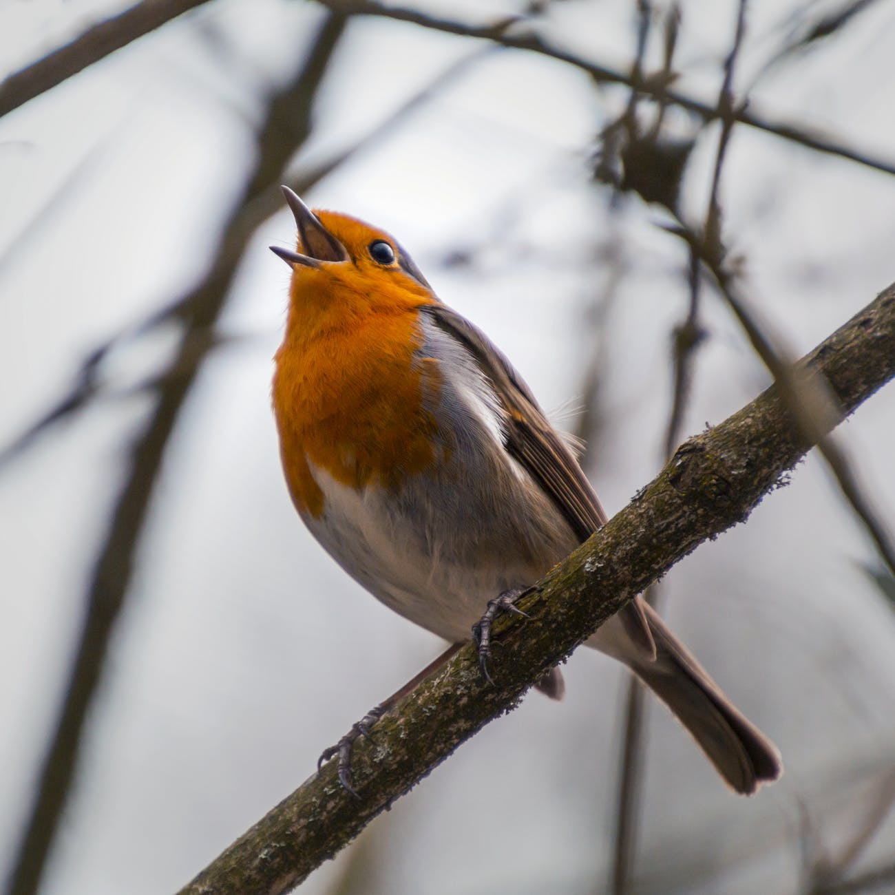 bird in tree