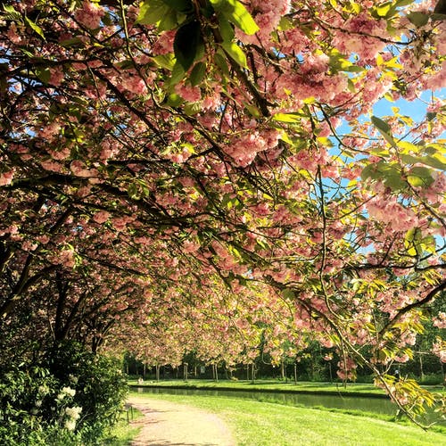 tree at a park