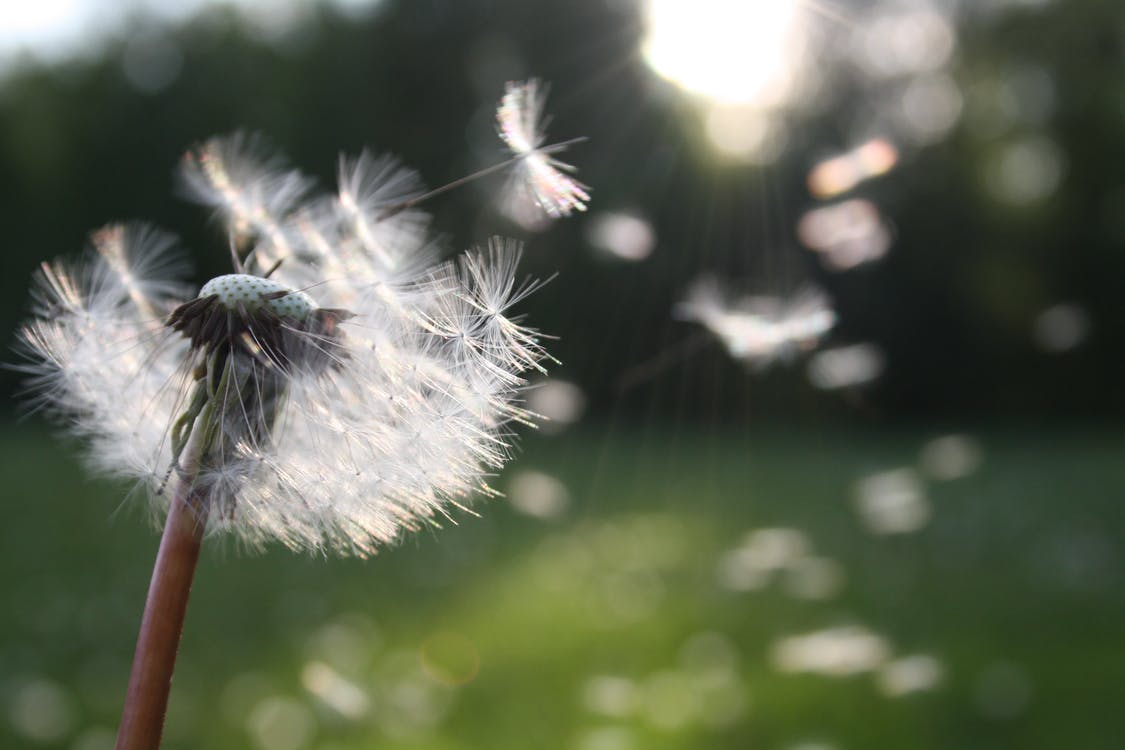 wind in grass